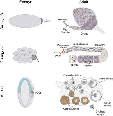 The Dynamic Regulation of mRNA Translation and Ribosome Biogenesis During Germ Cell Development and Reproductive Aging